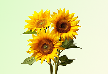 BG���μ���(�й�)Ψһ�ٷ���վ